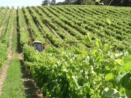Quinta De Catralvos Otel Azeitao Dış mekan fotoğraf